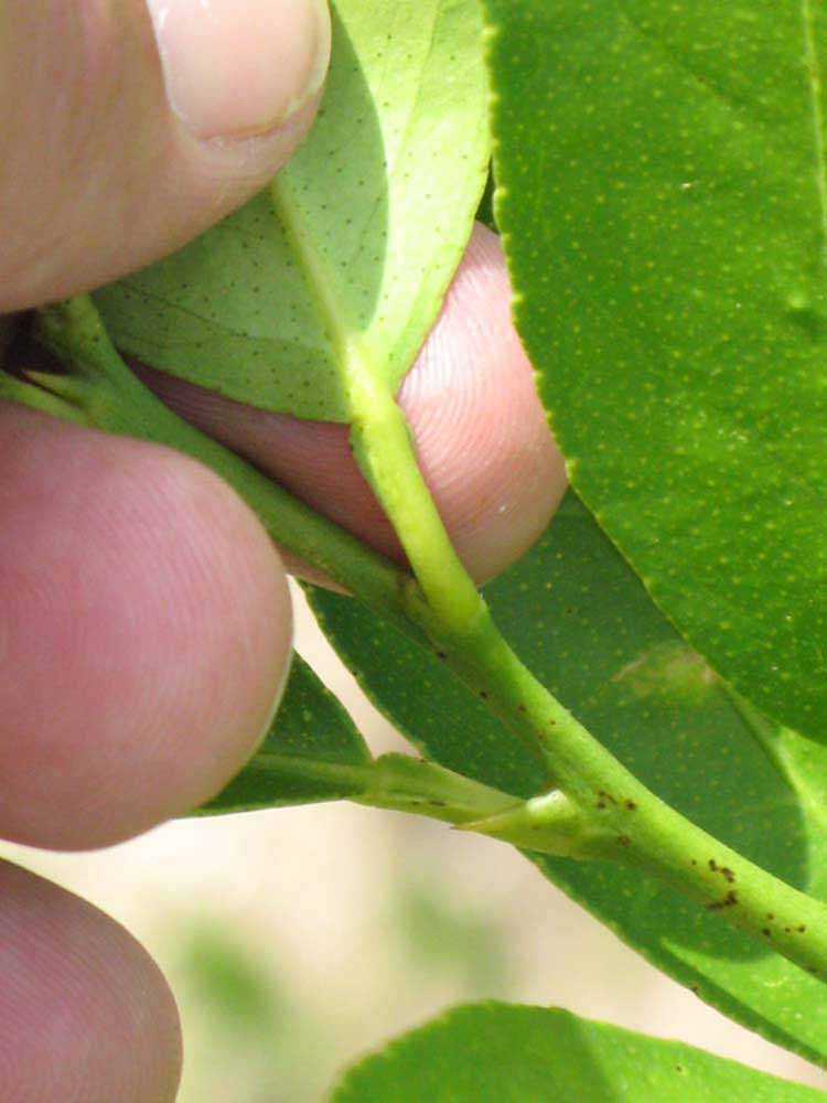            Petiole (Persian, Winter Haven, FL)   